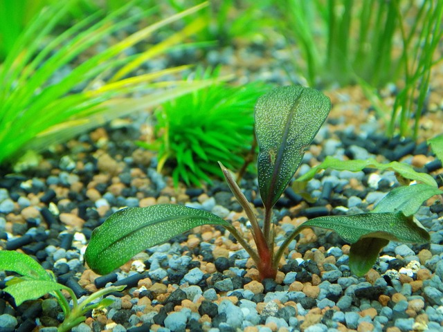 bucephalandra