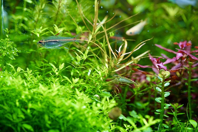 Aquarium plants